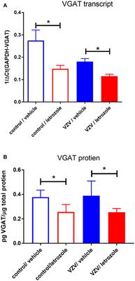 Corrigendum: Aromatase Derived Estradiol Within the Thalamus Modulates Pain Induced by Varicella Zoster Virus